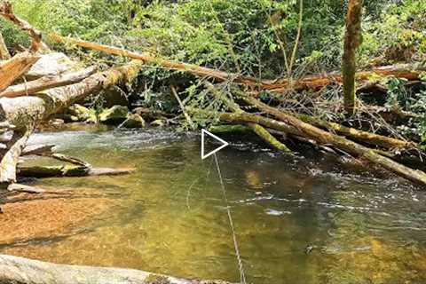 Remote Backpacking Trip - and the most STUNNING wild trout that call it home!