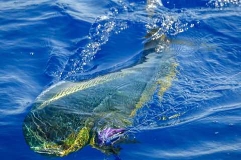 How To Bring More Mahi To The Boat….Video