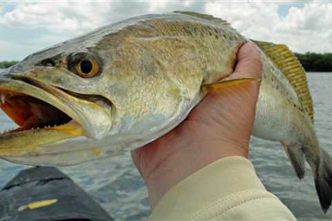 North Carolina’s Cape Fear River….Fisherman’s Utopia