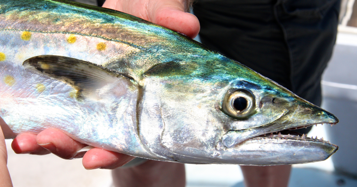 Spanish Mackerel Fishing…… Charter Captain Tips