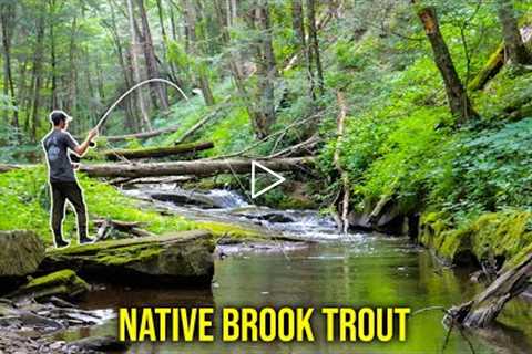 Fly Fishing For BIG Native Brook Trout! (Creek Fishing)