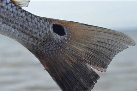 Running Of The Pamlico Sound Bull Redfish…..Revisited