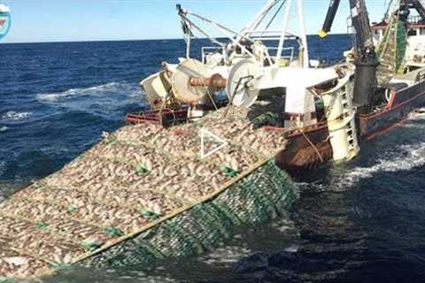 Biggest fishing boat, catch tons of fish in the sea with big net, fish processing on board