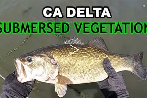 Late Summer Bass Fishing | CA Delta Bass Fishing