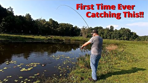 Highly INVASIVE Fish In a Canal LOADED With Crappie & Bluegill! (Catch Clean Cook)!