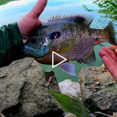 HOW to HOOK FLATHEAD BAITS and HOW to keep them ALIVE!