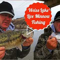 Weiss Lake Live Minnow Fishing