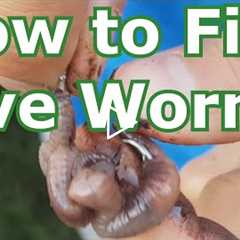 How to Fish with Live Worms: Setup - Hooking, Tips - Lakes, Rivers, Creeks, Ponds