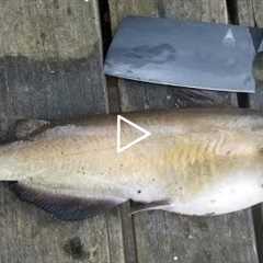 Catfish Catch Clean & Cook - Bank Fishing Tips and How to Catch Catfish from Shore