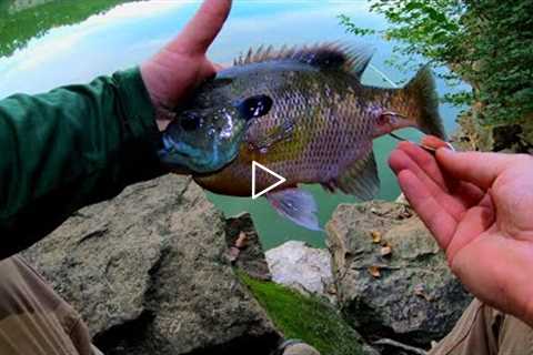 HOW to HOOK FLATHEAD BAITS and HOW to keep them ALIVE!