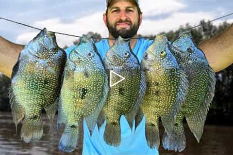 It's ILLEGAL To Keep These Fish Alive | Invasive Species Catch and Cook