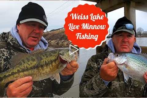 Weiss Lake Live Minnow Fishing