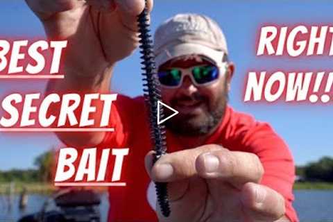 Lake Fork Bass Fishing Tournament Tips: Top Secret Plastic Worm Bait 90% Of Anglers Aren't Using!!!