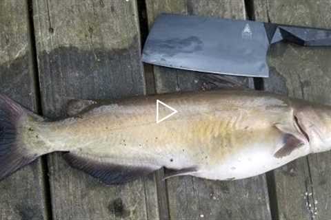 Catfish Catch Clean & Cook - Bank Fishing Tips and How to Catch Catfish from Shore