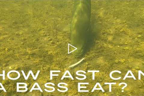 How Fast Can A Bass Eat ? #Shorts