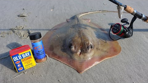 CATCH AND COOK STINGRAY (TASTY OR GROSS?!)