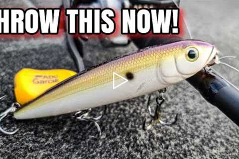 This Lure CRUSHED Fall Bass! (Topwater Bass Fishing)