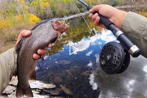 Fly Fishing for BIG Cutthroat Trout!