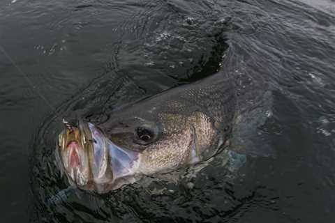 The Spring Striped Bass Migration