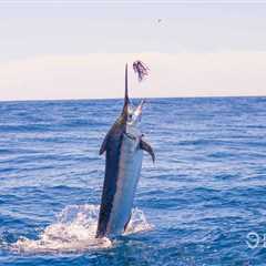 How to Go Marlin Fishing in Panamá: An Angler’s Guide