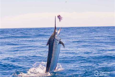 How to Go Marlin Fishing in Panamá: An Angler’s Guide