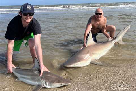 How to Go Shark Fishing: An Angler’s Guide