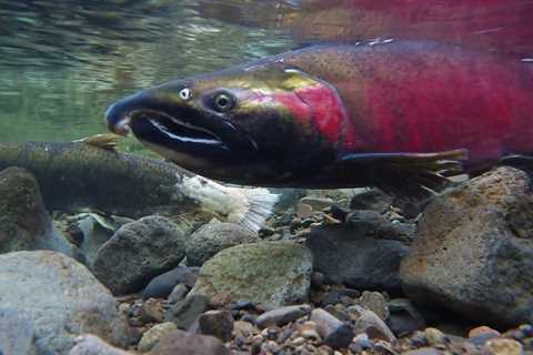 Juvenile Salmon Observed on Cedar Creek