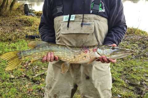 Limerick County Pike Anglers get back on home turf