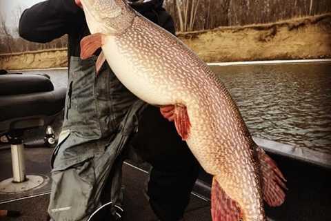 What Is the Size of Pike? (Average and Maximum)