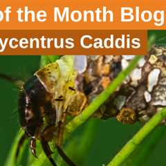 Bug of the Month: Brachycentrus Caddis