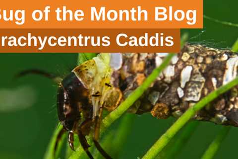 Bug of the Month: Brachycentrus Caddis