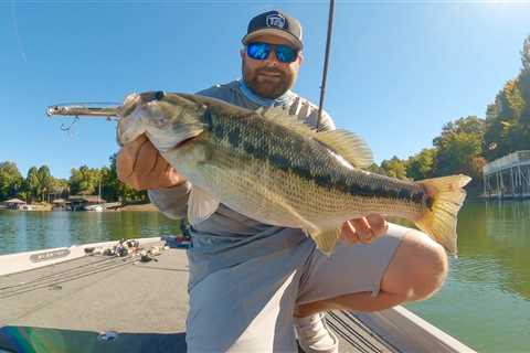 Where Do Bass Go In Fall? (And The Best Tricks To Catch Them)